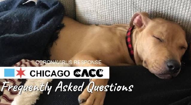 FAQ - COVID-19