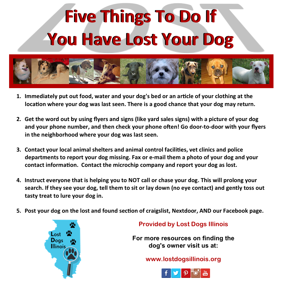 III. Immediate Steps to Take When Your Dog Goes Missing