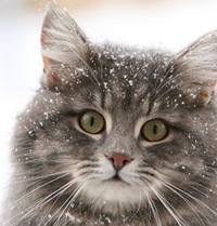 Cat in the snow
