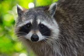 Raccoon Picture