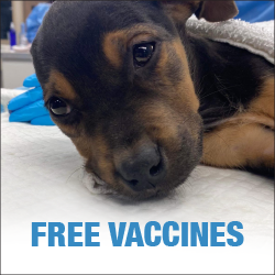 City of Chicago :: Pet Vaccine Clinic Dates