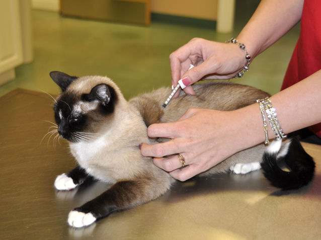 City of Chicago Low Cost Pet Vaccine Clinic Dates