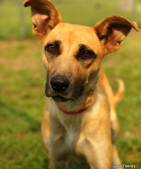 Dog - German Shepherd