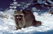 Racoon in the snow