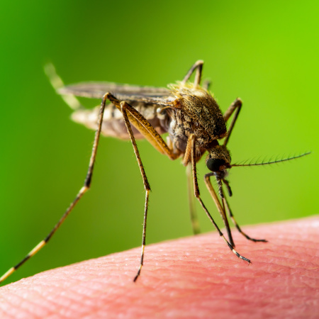CDPH Intro Pic - Mosquito mosquito biting human skin
