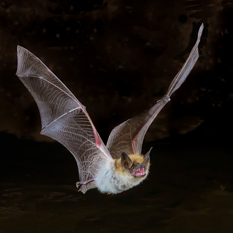bat in flight