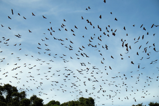 bats in flight