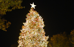 City of Chicago Christmas Tree