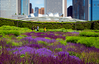 Lurie Garden