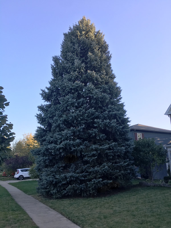 City Of Chicago City Of Chicago Christmas Tree