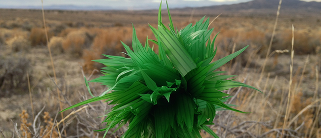 Regin Igloria: How Different It Is to Be Outside (Image: Regin Igloria, Sushi Grass in Sagebrush (detail), 2015; Photo courtesy of the artist)