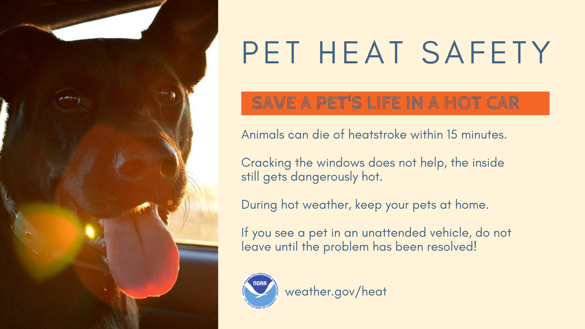 Remember your pets when it's hot out