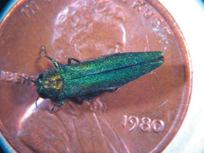 Emerald Ash Borer (EAB) 