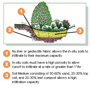 Illustrated cross-section of how a rain garden works using plants and trees in a low area that would collect rain water.