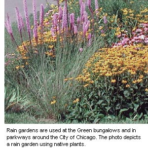 Photo of water loving plants in a rain garden.