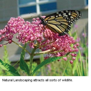 Photo of  a wild flower with a Monarch butterfly in the summer sunlight.