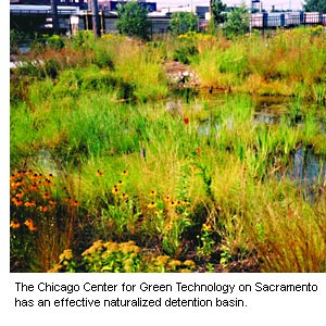 Photo of the naturalized detention basin at the Chicago Center for Green Technology on Sacramento Avenue  in Chicago.