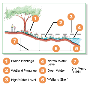 Illustration showing the slop of  the terrain, with vegetation, leading into the water.