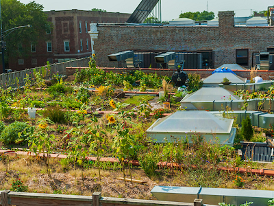 Community Growers: Food Equity