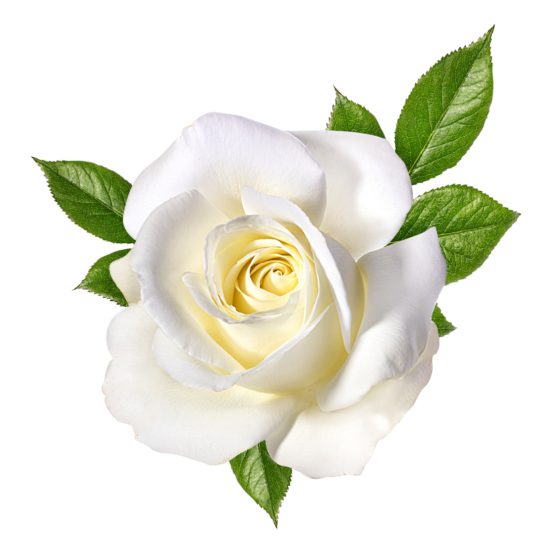 White rose in full bloom