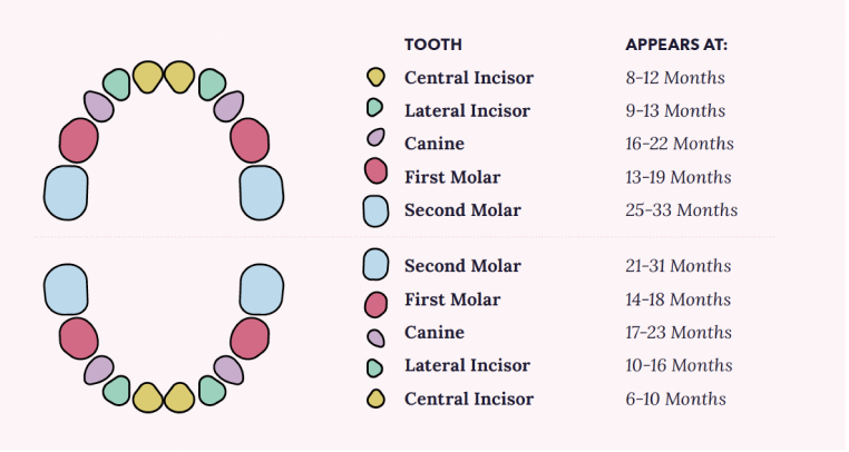 Infant Teeth Diagram