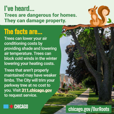 Social Media - I’ve Heard… Trees Are Dangerous For Homes