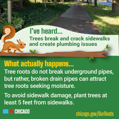 Social Media - I’ve Heard… I’ve Heard… Trees Create Plumbing Issues